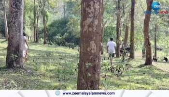 Another tiger attack in Wayanad Kolagapara Churimala