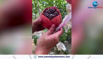 Malayalam Viral Video of pomegranate opening technique
