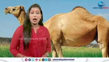 UN declares 2024 s year if camelids