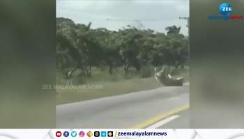 Watch a Malayalam Viral Video big pig jumped from Lorry