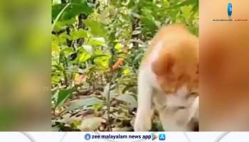 Watch rare viral video cat Vs Snake see what happens next