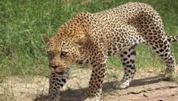 Leopard attack: മേപ്പാടിയിൽ പുലിയിറങ്ങി; വളർത്തു നായയെ കൊന്നു