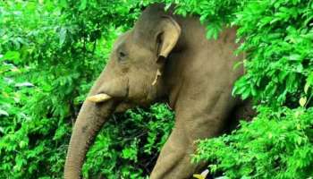 Elephant Attack: കാപ്പിത്തോട്ടത്തിൽ രക്തം വാർന്ന് കിടക്കുന്ന നിലയിൽ കുട്ടി; കാട്ടാനയുടെ ആക്രമണം?