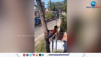 Viral Tree Cutting Video check what happened next