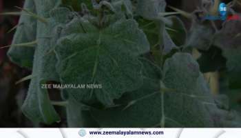 Munnar records zero degree Celsius