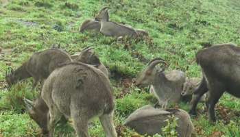 Eravikulam National Park: ഇരവികുളത്തേക്കിനി പോകേണ്ട, രണ്ടുമാസത്തേക്ക് പാർക്ക് അടക്കുന്നു, വരയാടിൻ കുഞ്ഞുങ്ങൾ ദേശിയോദ്യാനത്തിൽ