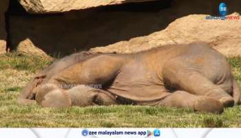 Watch Viral Video Cute baby elephant sleeping 