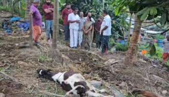 Tiger Attack: വയനാട് പുൽപ്പള്ളിയില്‍ വീണ്ടു കടുവയുടെ ആക്രമണം