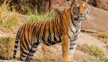 Tiger Attack: വയനാട് കടുവ ഭീതി, പ്രതിഷേധം; ഒടുവിൽ കൂട് സ്ഥാപിച്ച് വനംവകുപ്പ്
