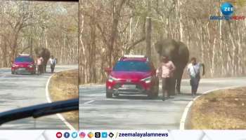 Elephant Attack Wayanad