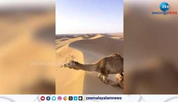 Viral Video Watch This is how camels climb the sand dunes