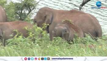 Chinnakanal Wild Elephant Attack