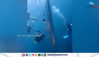 Viral Video a giant big fish was located in an unknown coast