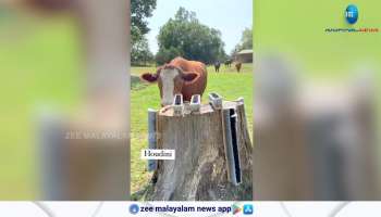 Watch Funny Video of Building scratching posts for cows