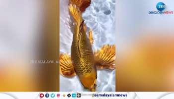 The Gold Butterfly Koi fish video