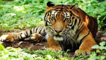 Tiger attack: പുൽപ്പള്ളിയിൽ വീണ്ടും കടുവയിറങ്ങി; ആടിനെ കൊന്നു