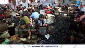 Cashew Corporation Chairman said that the state budget has big announcements for the cashew sector