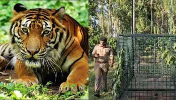 Tiger: ഒരു മാസത്തിനിടെ നാല് വളര്‍ത്തു മൃഗങ്ങളെ കൊന്നു; കടുവാ പേടിയില്‍ പുല്‍പ്പള്ളി, രണ്ടാമത്തെ കൂടും സ്ഥാപിച്ചു