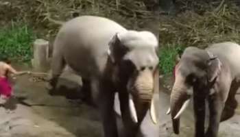 Elephant: ഗുരുവായൂരിൽ ജയലളിത നടയ്ക്കിരുത്തിയ ആനയ്ക്കുൾപ്പെടെ ക്രൂര മർദ്ദനം; പാപ്പാന്മാർക്കെതിരെ നടപടി