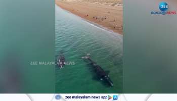 Watch Video Whales close to the shore in Argentina 