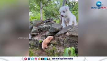 Wow Cutest Video of Little Mouse Puppy and Cat are they friends