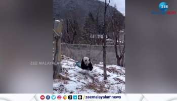 Watch Funny Video a Panda Resting