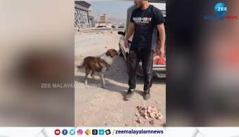 Stray Dogs Expressing their thanks to the man who gives food