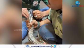 Watch Video Snake Video this is how a Pythons Teeth looks