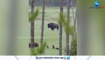 Watch Video Baby bears see a bison for the first time