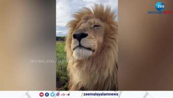 Watch a rare moment Lion Sneezing netizens get amused Video went viral