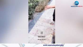Watch amazing video of rescuing a cat from a Drainage pipe