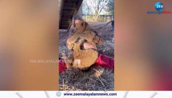 watch this girl playing with Lion