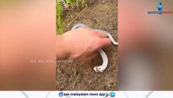 this snake always sleeps like this video went viral