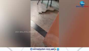 Watch people get shocked while a snake came on a Restaurant video went viral