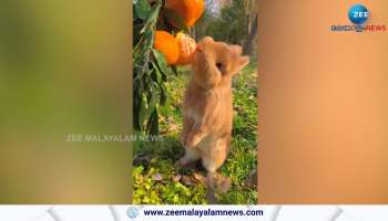 Watch a Little Bunny Eating fresh orange in Morning