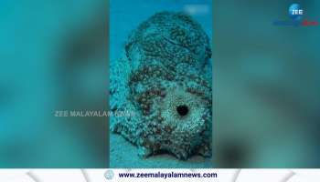 Watch video of a sea cucumber 