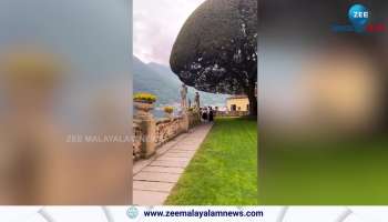 The holm oak in the  garden of Villa II Balbianello, Como, Italy was planted around the year 1880