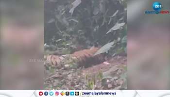 Tiger trapped in a iron fence in private farm in kannur
