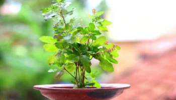 Tulsi Plant Rules : ഓർക്കുക ഈ ദിവസങ്ങളിൽ തുളസി നുള്ളരുത്; വരുത്തി വെക്കുന്നത് വലിയ ദൗര്‍ഭാഗ്യങ്ങൾ