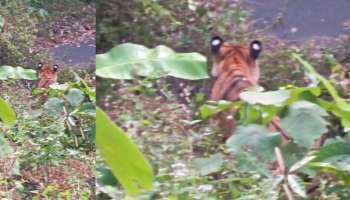 Tiger Death: കണ്ണൂർ കൊട്ടിയൂരിൽ കൃഷിയിടത്തിൽ നിന്ന് മയക്കുവെടി വെച്ച് പിടികൂടിയ കടുവ ചത്തു