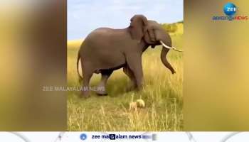 Watch video Lioness guarding her children from wild elephant