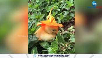 Watch Cute Little Chicken amazing poses