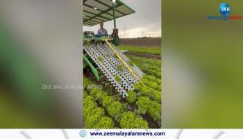 How lettuce is harvested