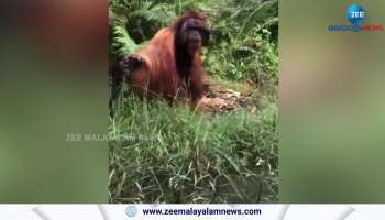 watch funny video of An orangutan welcoming a boat in Borneo