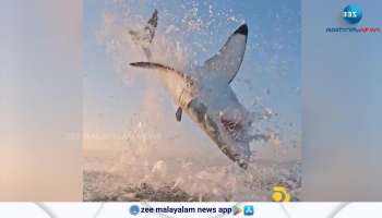 Video Leap of a great white shark
