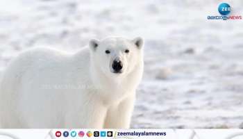 Temperature Level In Artic Region Increasing Polar Bear Getting Affected By This