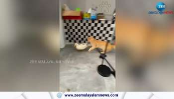 watch video of cat duck fight for food