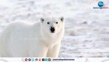 climate change going to become serious threat to polar bears 