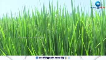 Kottayam-Alappuzha rice farmers are worried