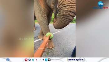 Watch video of elephant collecting food for their children
